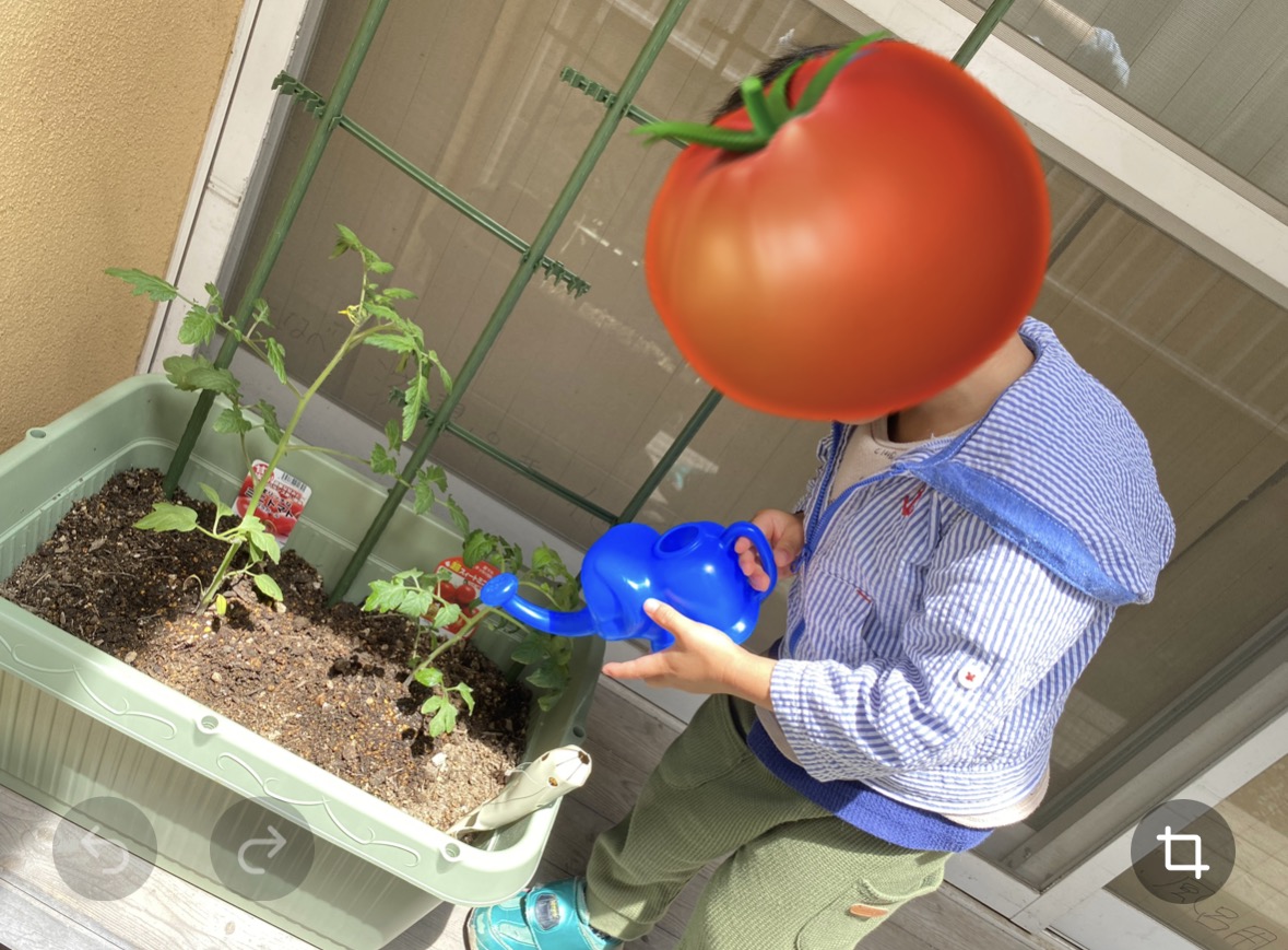【家庭菜園を始めたきっかけ】ミニトマト大好き息子と始めた家庭菜園。