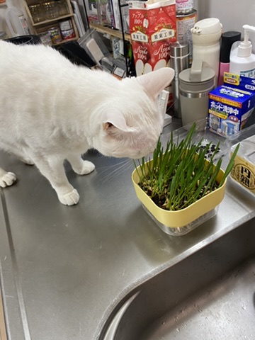 【我が家の猫、野菜に興味なさすぎ問題】
