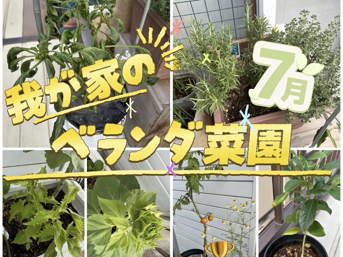 【7月のベランダ菜園】元気だった野菜と失敗した野菜
