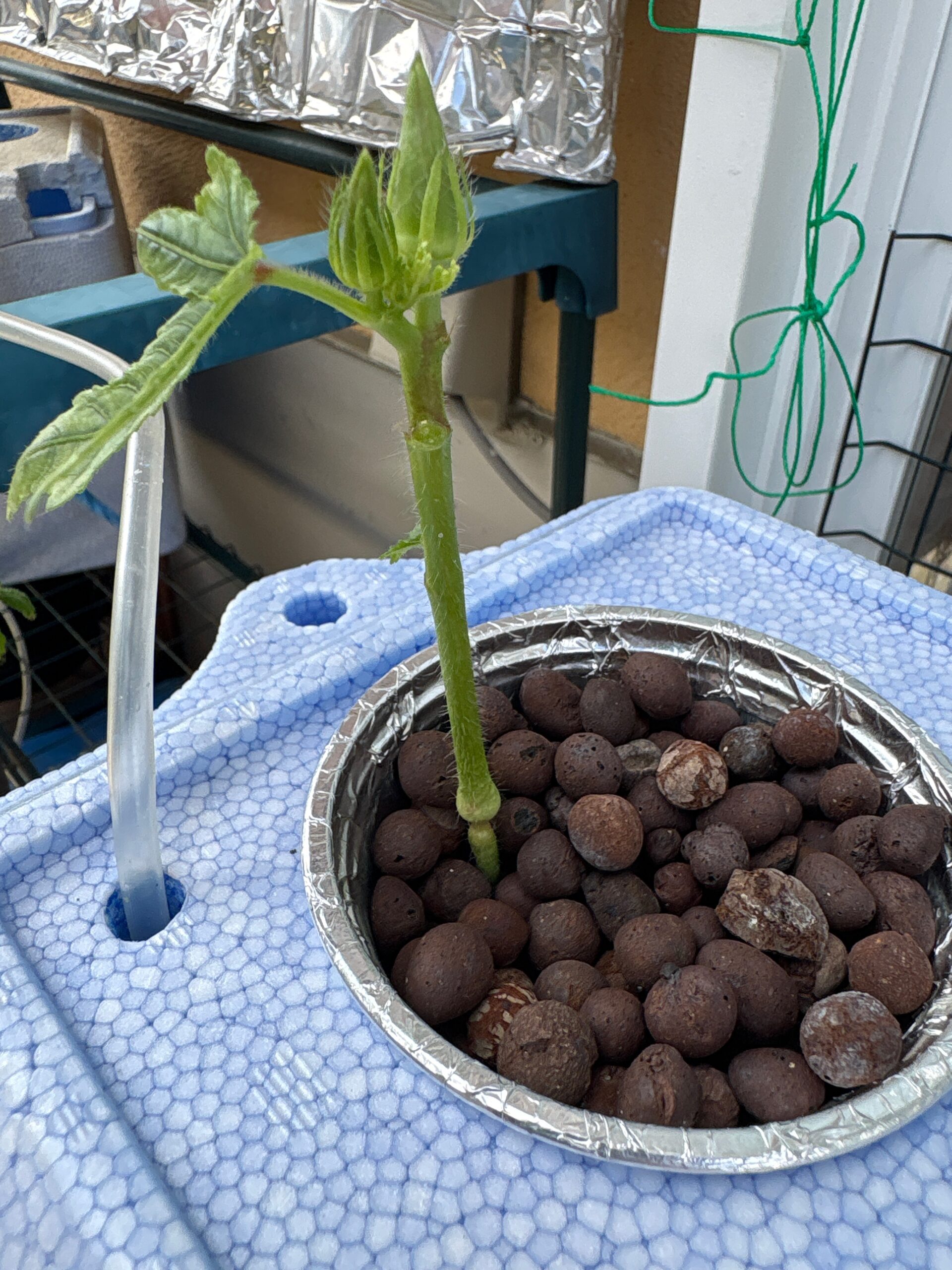 【ベランダ菜園】水耕栽培オクラが折れた!?・・・と思ったら、まだ生きてる🤣