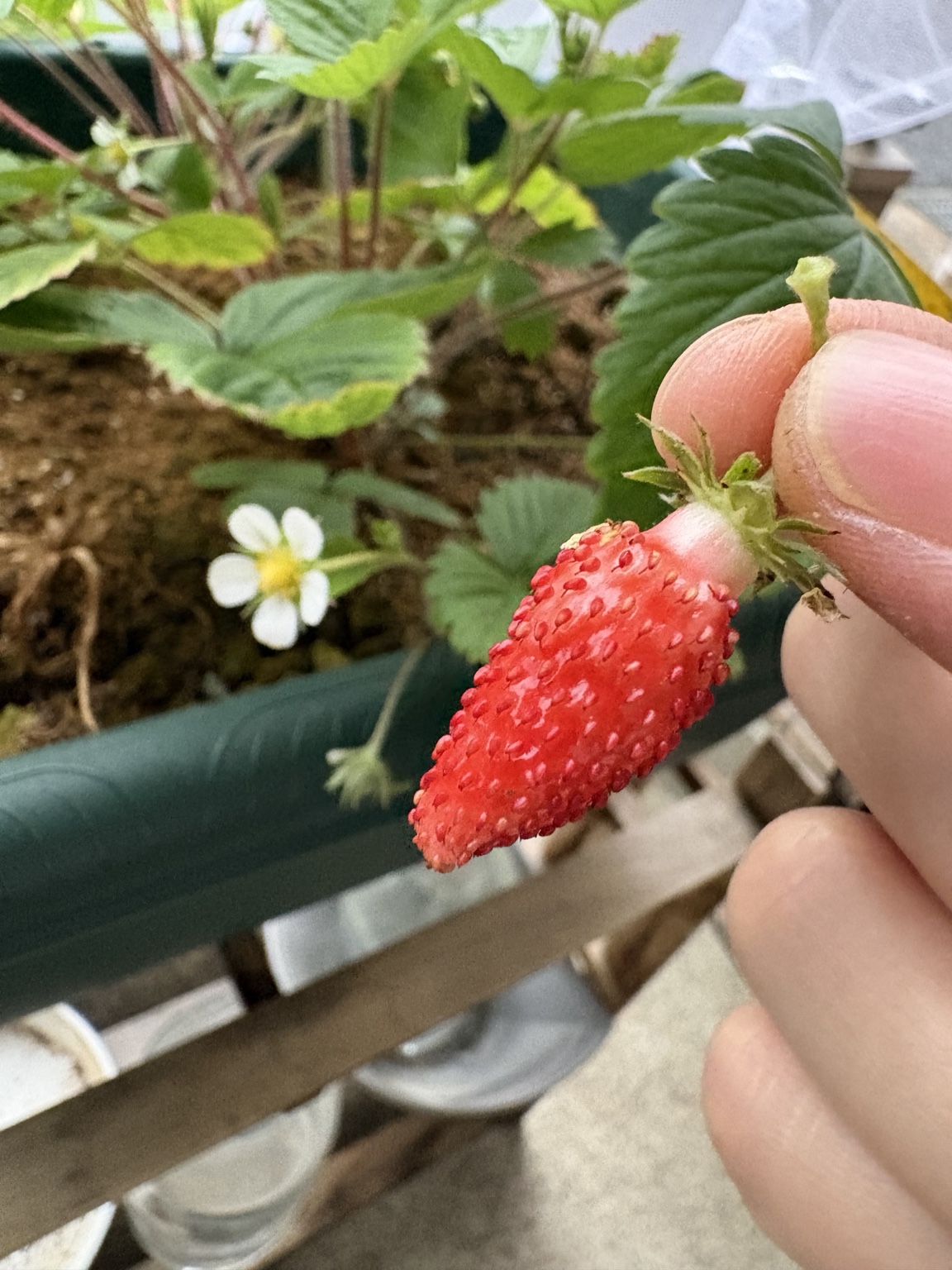 【家庭菜園】容器の可愛さに釣られてワイルドストロベリー栽培キットに手を出した結果🍓