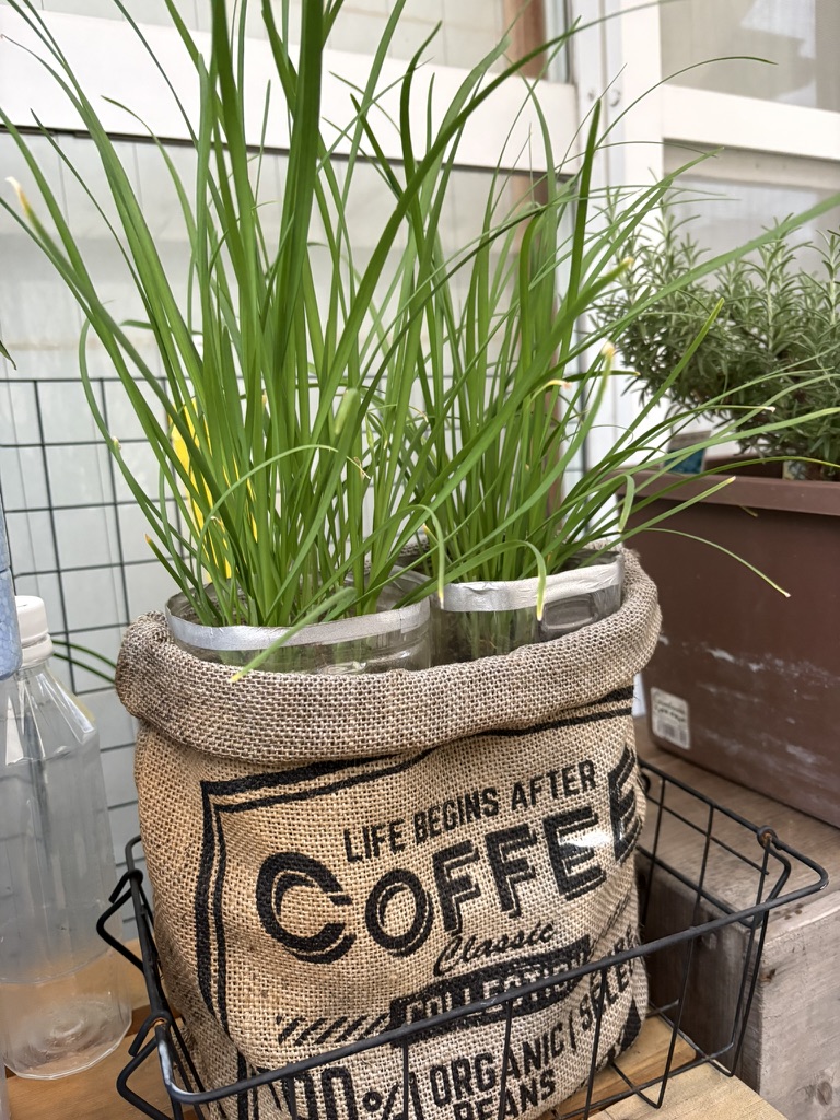 【家庭菜園】2年目のニラが大活躍!2ℓペットボトルで育てて食卓へ