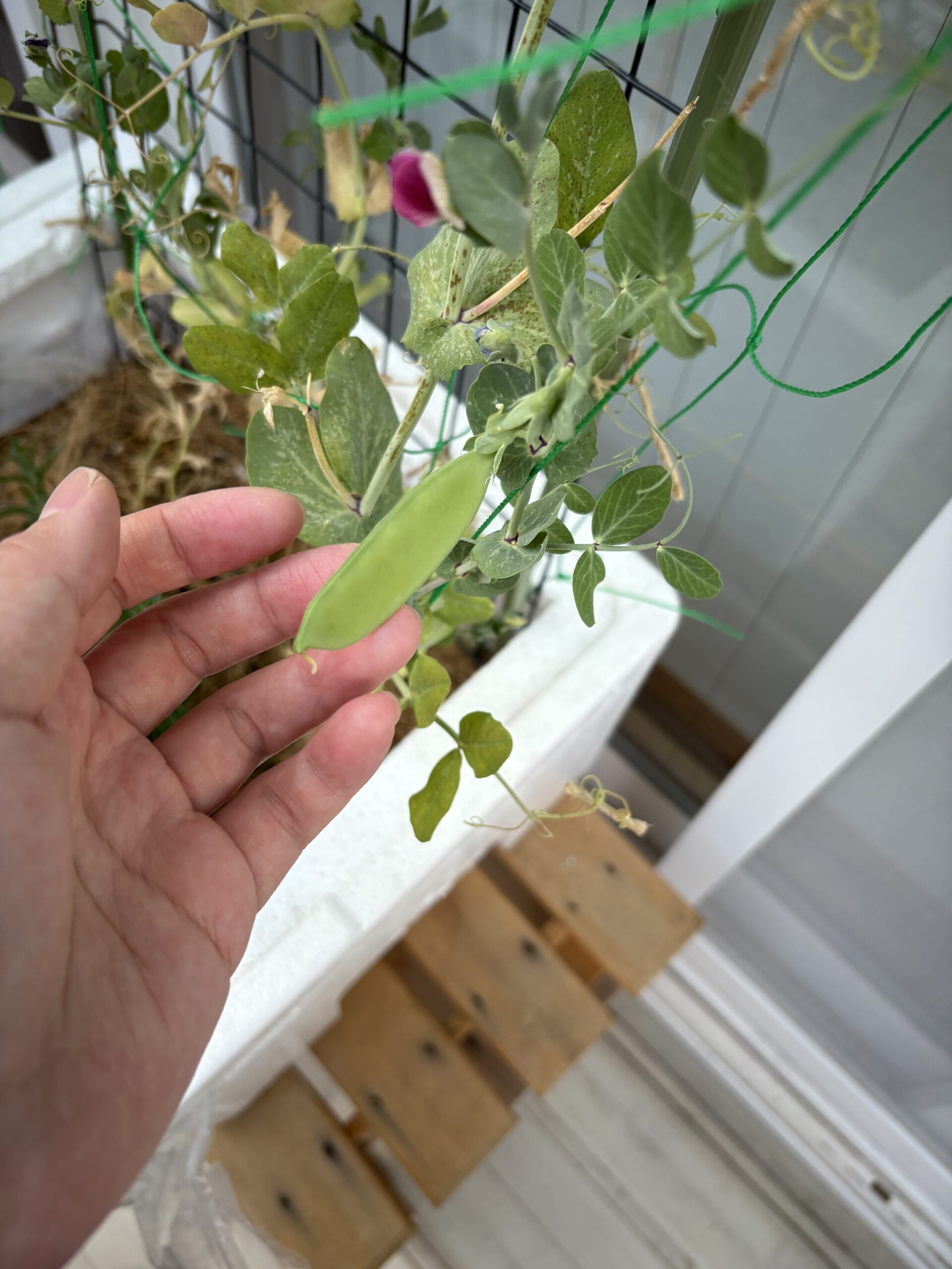 【ベランダ菜園記録】豆苗から目指せサヤエンドウチャレンジ🫛