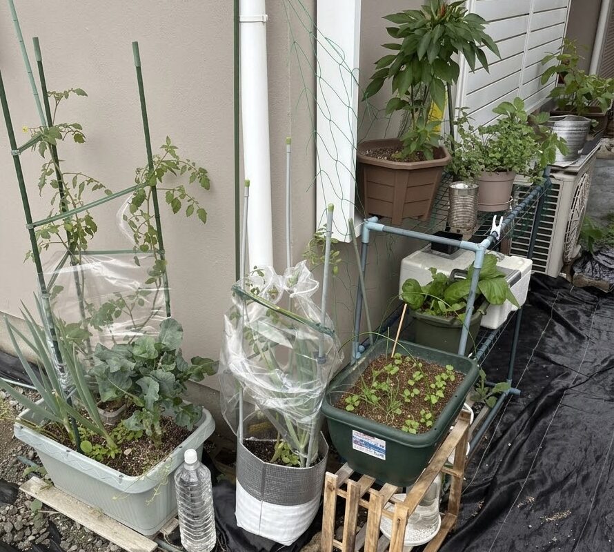 【家庭菜園】最初はミニトマトだけだったはずなのに、1階スペース増殖中🌱