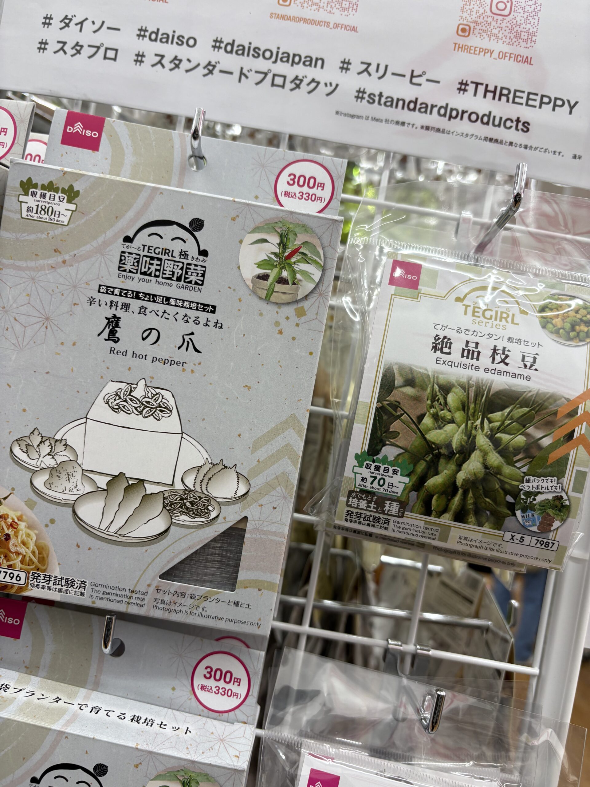 【家庭菜園】330円で1年分の唐辛子GET？ダイソー栽培キットを2月から育てた結果🌶️